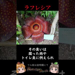 【激臭】臭すぎてヤバい生き物3選 #shorts