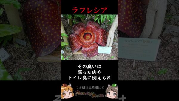 【激臭】臭すぎてヤバい生き物3選 #shorts