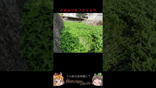 影響力がヤバすぎる特定外来生物3選 #shorts