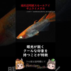 落札価格がヤバすぎる高級メダカ3選 #shorts