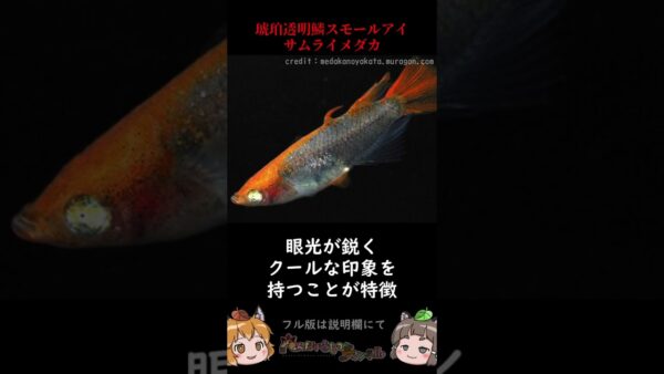 落札価格がヤバすぎる高級メダカ3選 #shorts