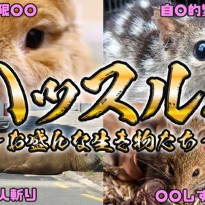 【ハッスル】お盛ん過ぎる！性欲旺盛なヤバい生き物6選