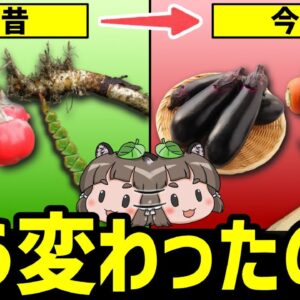 【野生種】今と昔で見た目が違いすぎる野菜・果物8選