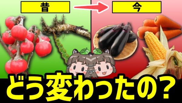 【野生種】今と昔で見た目が違いすぎる野菜・果物8選