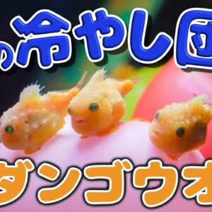 【もちもち】冷やし団子一丁！みんな大好きダンゴウオ【へんないきもの#97】