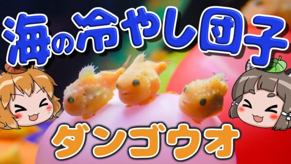 【もちもち】冷やし団子一丁！みんな大好きダンゴウオ【へんないきもの#97】