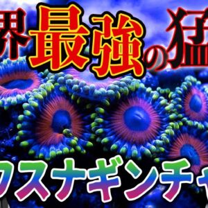 【超絶危険】世界最強の猛毒生物！？マウイイワスナギンチャク【へんないきもの#98】