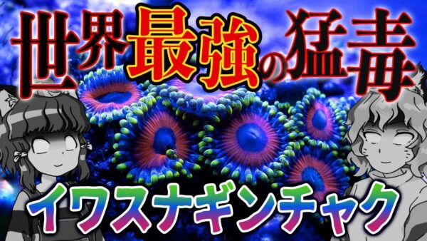 【超絶危険】世界最強の猛毒生物！？マウイイワスナギンチャク【へんないきもの#98】
