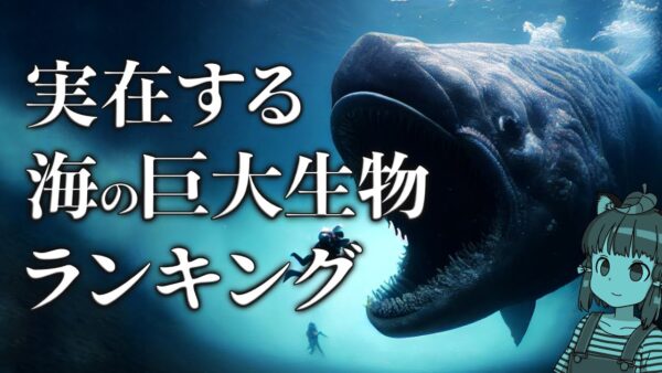 【怖い】実在する海の巨大生物ランキングTOP10