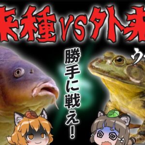 【やめて】外来種VS外来種！日本をリングに争う海外の生き物たち…