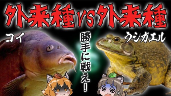 【やめて】外来種VS外来種！日本をリングに争う海外の生き物たち…