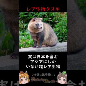 タヌキが世界的にレア生物過ぎてヤバい #shorts