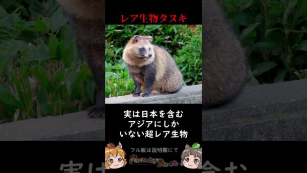 タヌキが世界的にレア生物過ぎてヤバい #shorts
