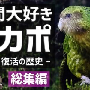 【総集編】人間大好き！カカポのすべて｜悲しすぎる生態・復活の歴史まとめ