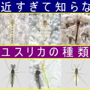 【誰得】そこら辺のユスリカ10選【みじカメの話改】#5