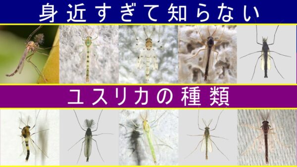 【誰得】そこら辺のユスリカ10選【みじカメの話改】#5