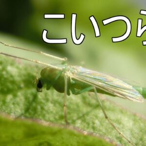 図鑑に載らない理由【みじカメの話改】#4