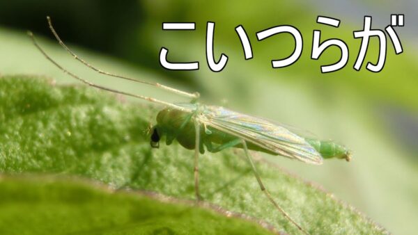 図鑑に載らない理由【みじカメの話改】#4