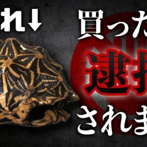 【重罪】買(飼)ったら逮捕！？知らないとヤバい生き物の法律6選