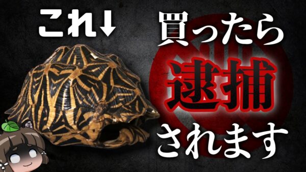 【重罪】買(飼)ったら逮捕！？知らないとヤバい生き物の法律6選