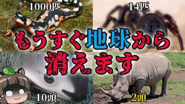【滅亡】もうすぐ地球から消える…絶滅寸前の生き物8選