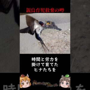 人の匂いが付いたヒナを親鳥は見捨てるという噂は間違い #shorts