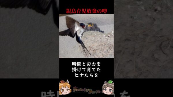 人の匂いが付いたヒナを親鳥は見捨てるという噂は間違い #shorts
