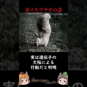 逆立ちで小走りするウサギの謎 #shorts