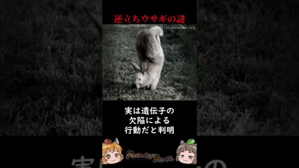 逆立ちで小走りするウサギの謎 #shorts