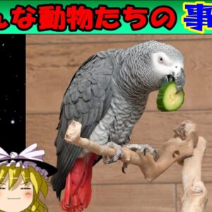 【おもしろゆっくり】いろんな動物事件簿！その①