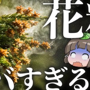 【花粉症】日本のスギ花粉がヤバすぎる本当の理由を知ってますか？