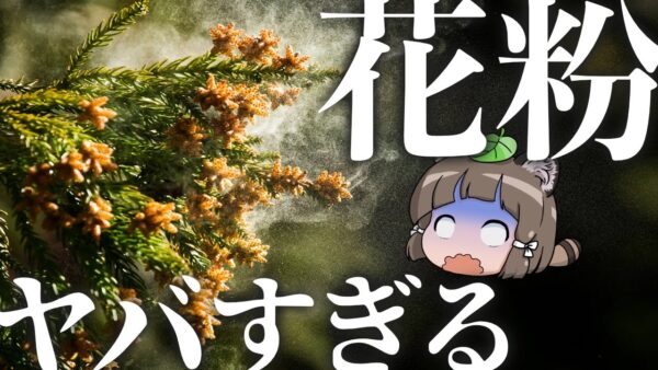【花粉症】日本のスギ花粉がヤバすぎる本当の理由を知ってますか？