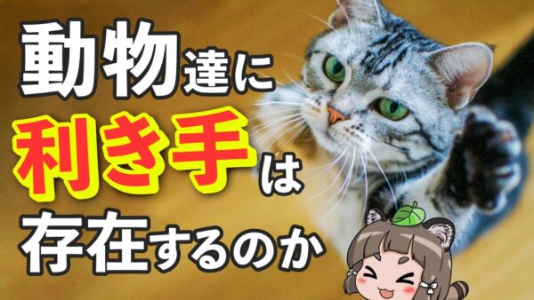 【疑問】動物に利き手は存在するのか？