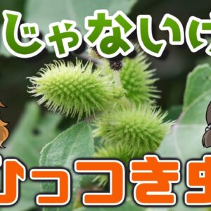 【不動】動かず地球を支配！ひっつき虫（オナモミ）の天才的戦略【へんないきもの#101】
