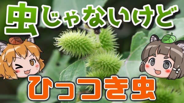 【不動】動かず地球を支配！ひっつき虫（オナモミ）の天才的戦略【へんないきもの#101】