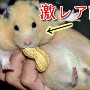 幻の珍獣ゴールデンハムスター【みじカメの話改】#6