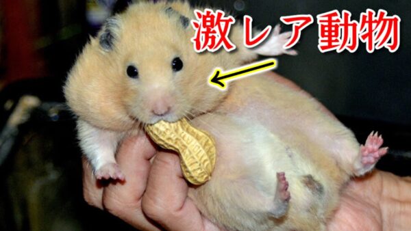 幻の珍獣ゴールデンハムスター【みじカメの話改】#6