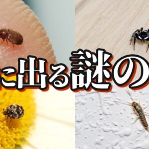 【画像あり】家の中に出るあの虫の正体6選｜駆除・対策方法も紹介