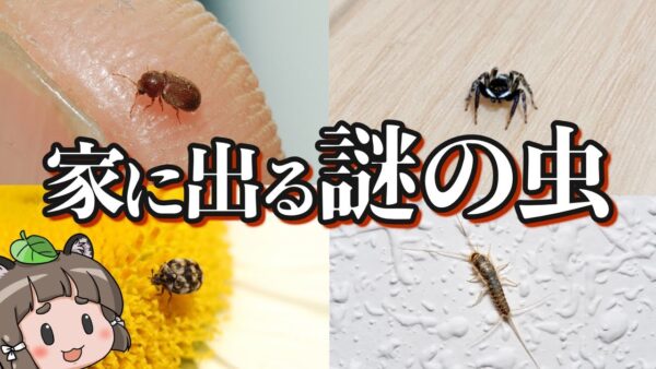 【画像あり】家の中に出るあの虫の正体6選｜駆除・対策方法も紹介