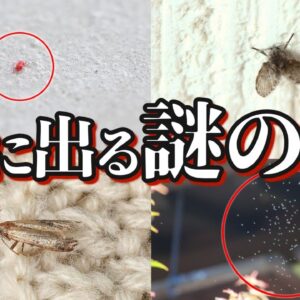 【画像あり】家の中に出るあの虫の正体7選｜駆除・対策方法も紹介 パート2