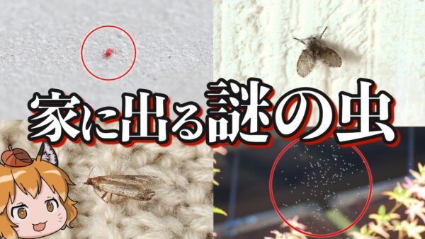 【画像あり】家の中に出るあの虫の正体7選｜駆除・対策方法も紹介 パート2