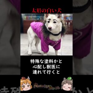 イタズラ描きされた犬を助けたらまさかの結果に #shorts