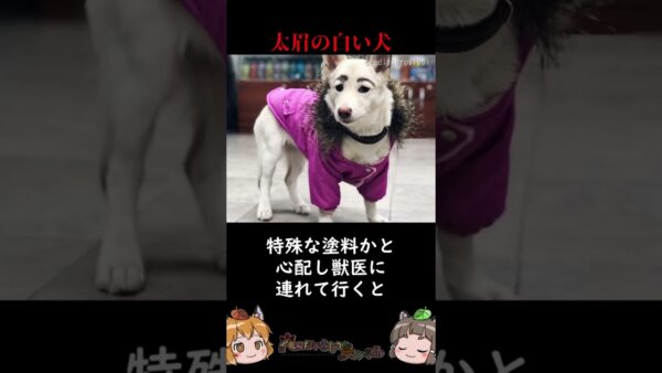 イタズラ描きされた犬を助けたらまさかの結果に #shorts