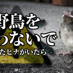 【注意】落ちた野鳥を拾ってはいけない本当の理由とは…