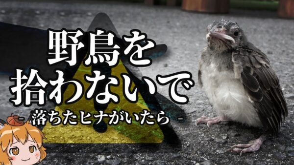【注意】落ちた野鳥を拾ってはいけない本当の理由とは…