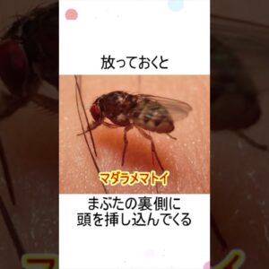 目の前を飛び回るコバエって何してんの？