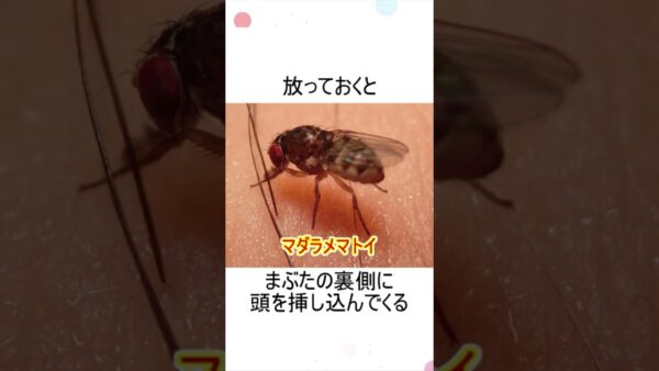 目の前を飛び回るコバエって何してんの？
