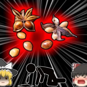 【1990年】自然観察イベントで振舞われたパンケーキ 実は中に神経毒を持つ植物が入った