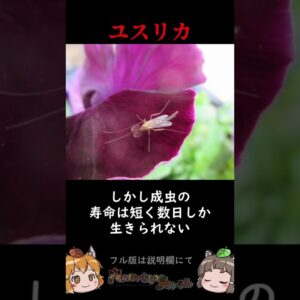 家の中に出てくるあの虫の正体3選 #shorts