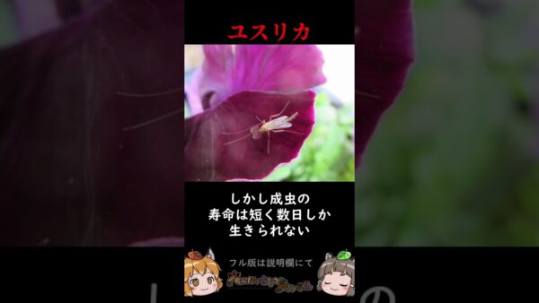 家の中に出てくるあの虫の正体3選 #shorts